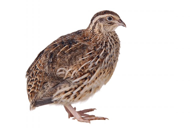 quails
