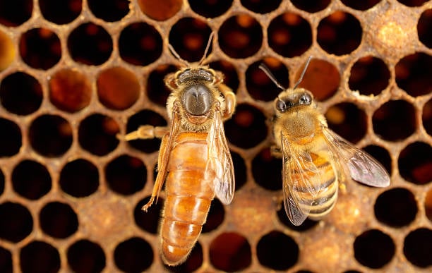 queen bees