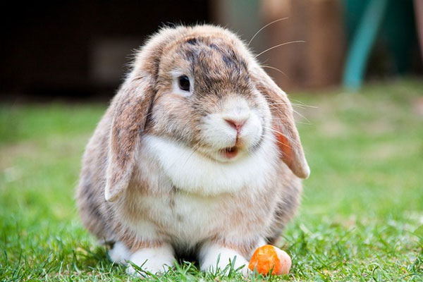 rabbit