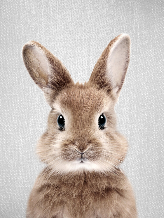 rabbit