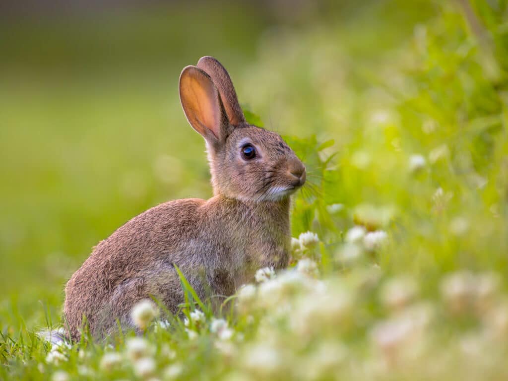 rabbit