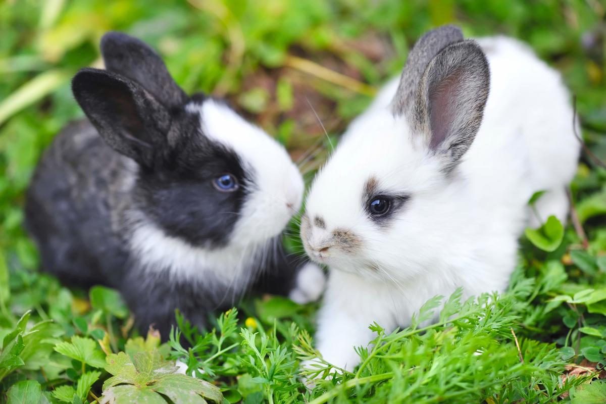 rabbits
