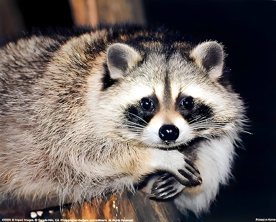 raccoon