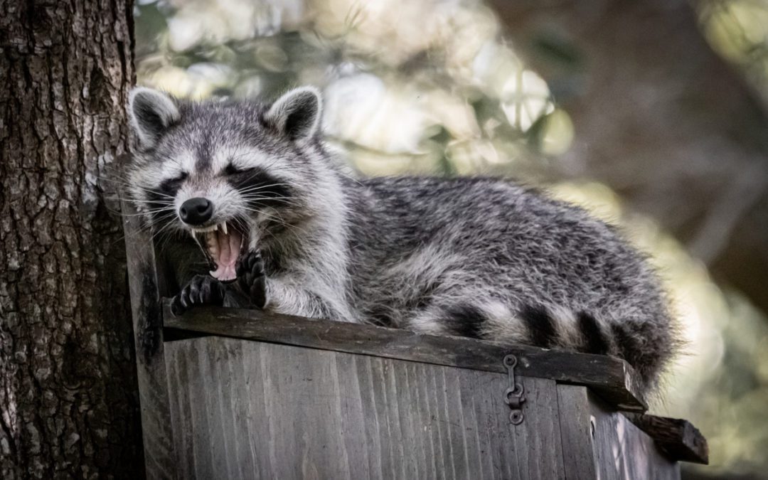 raccoon