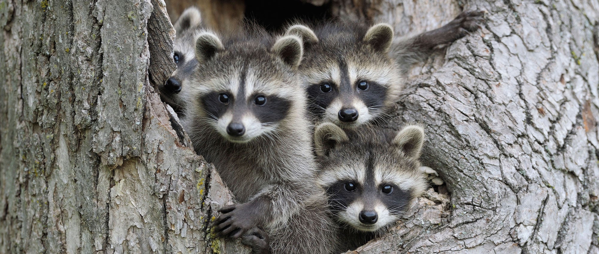 What to do about raccoons | The Humane Society of the United States