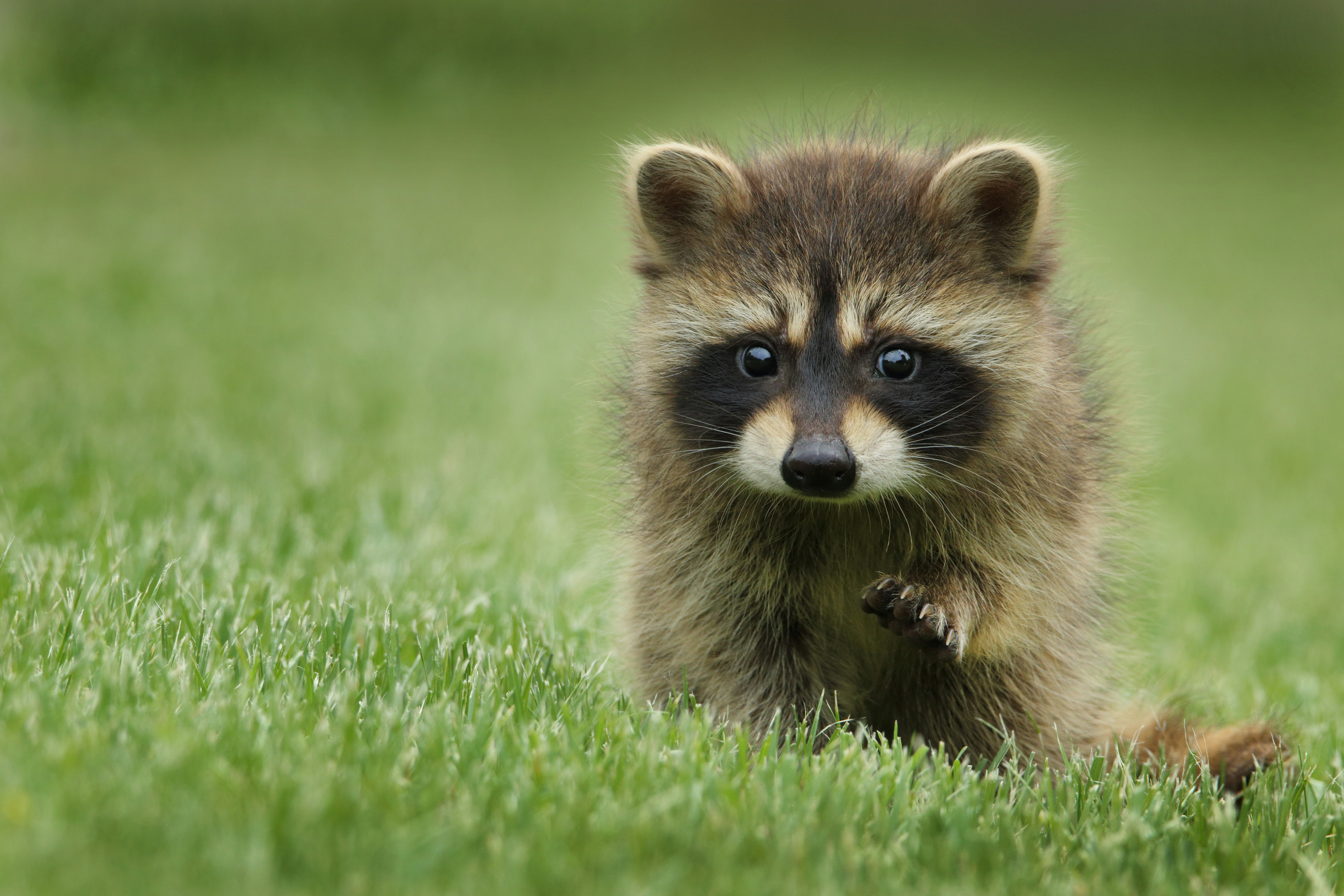 1000+ Raccoon Pictures | Download Free Images on Unsplash