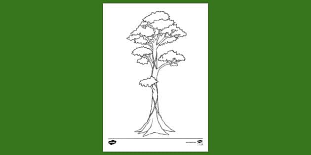 rain forest trees coloring page
