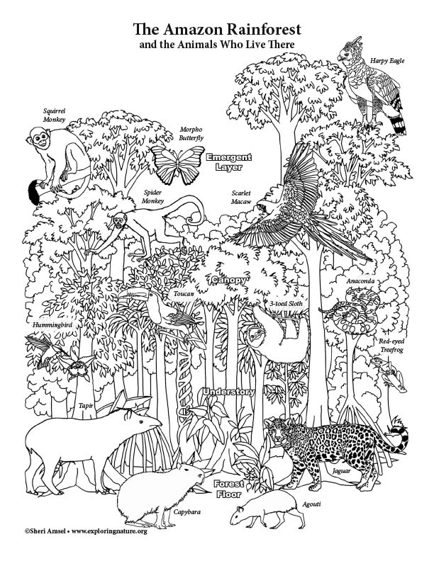 rainforest pictures to color