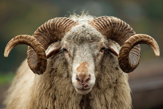 ram horn cliparts