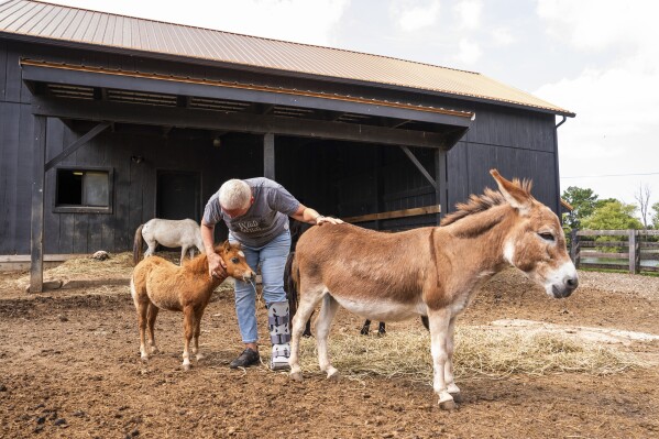Theres a growing demand for mini farm animals | AP News