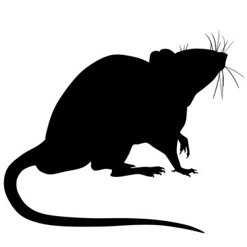 Rat Silhouette Images – Browse 59,115 Stock Photos, Vectors, and ...