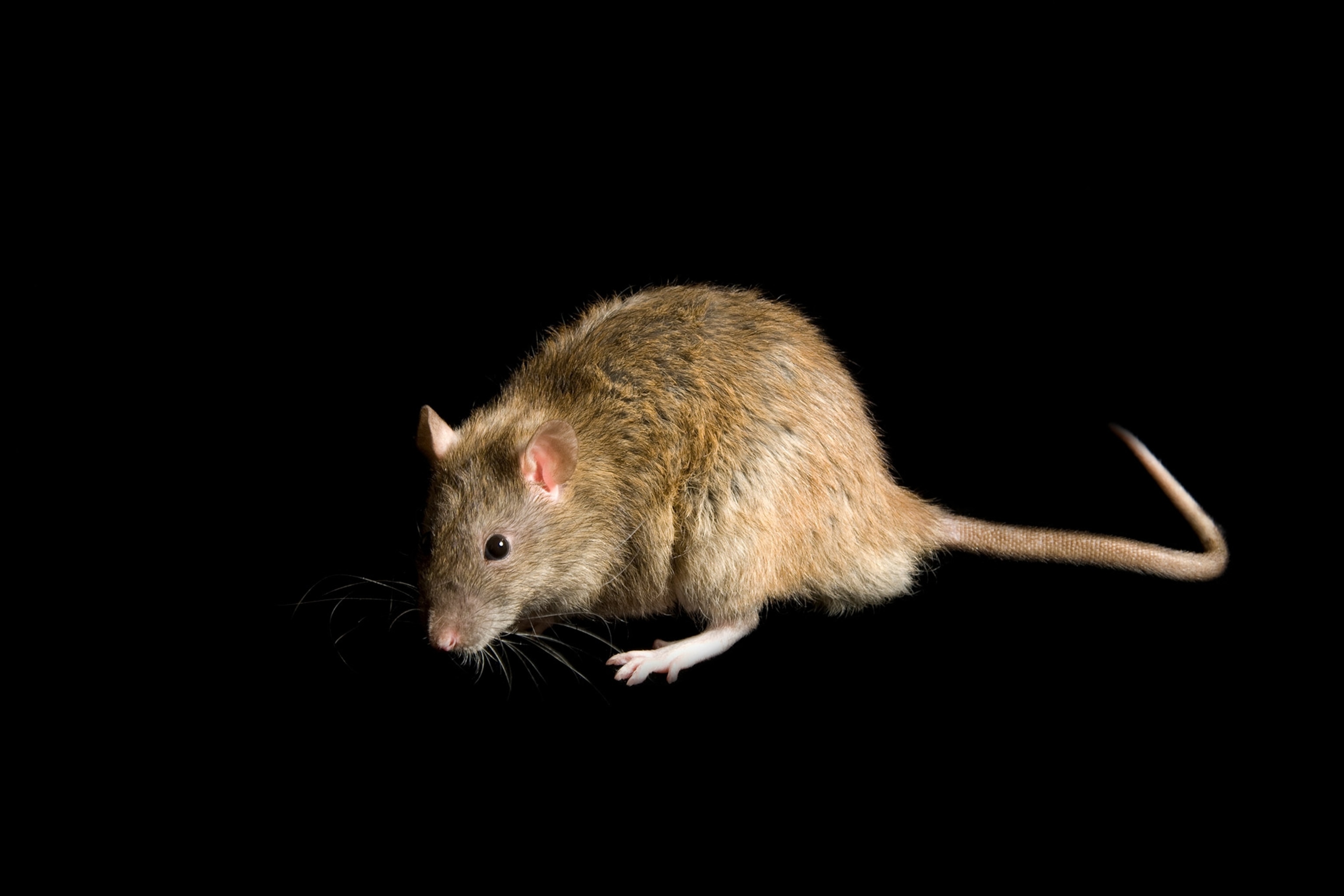 Rats