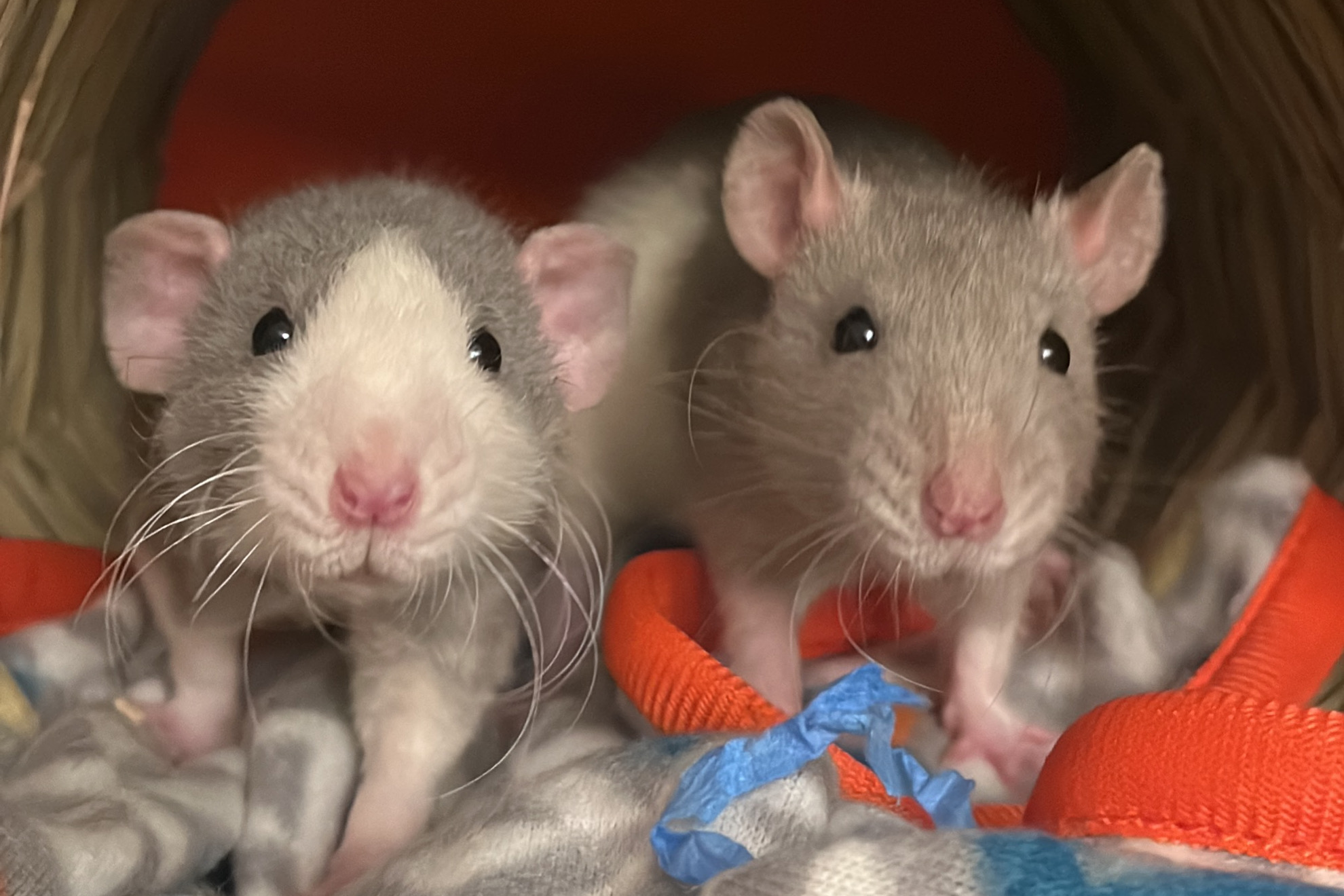 Dispelling Myths About Rats – The Tower