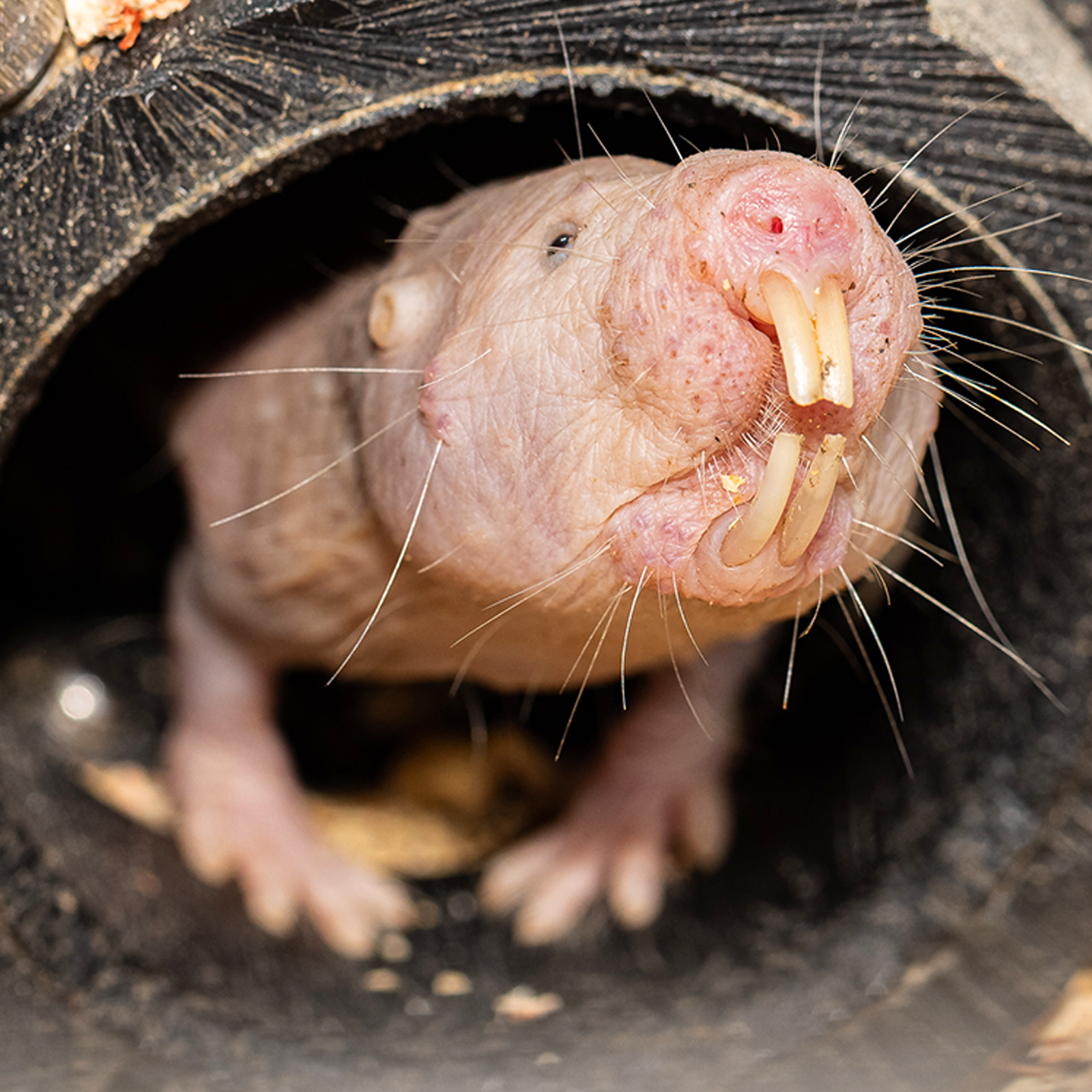 Naked Mole-Rat | Akron Zoo