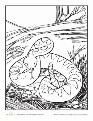 rattlesnake pictures to color
