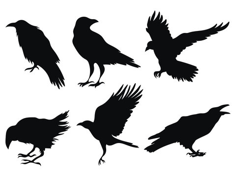 raven silhouette cliparts