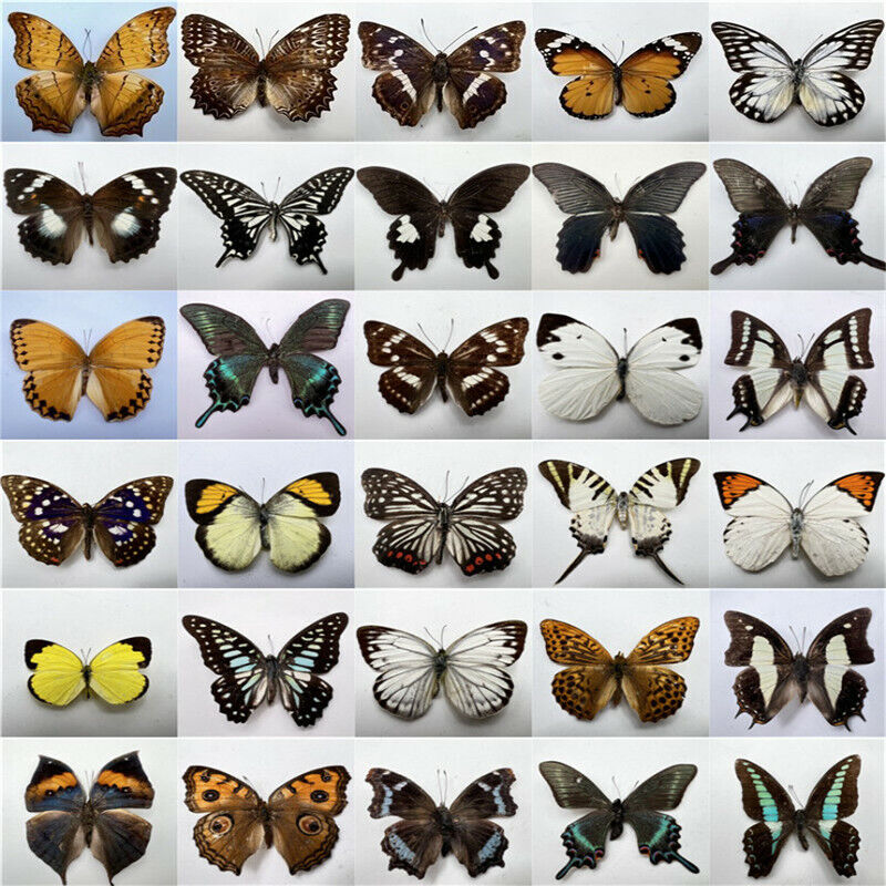 real butterflys