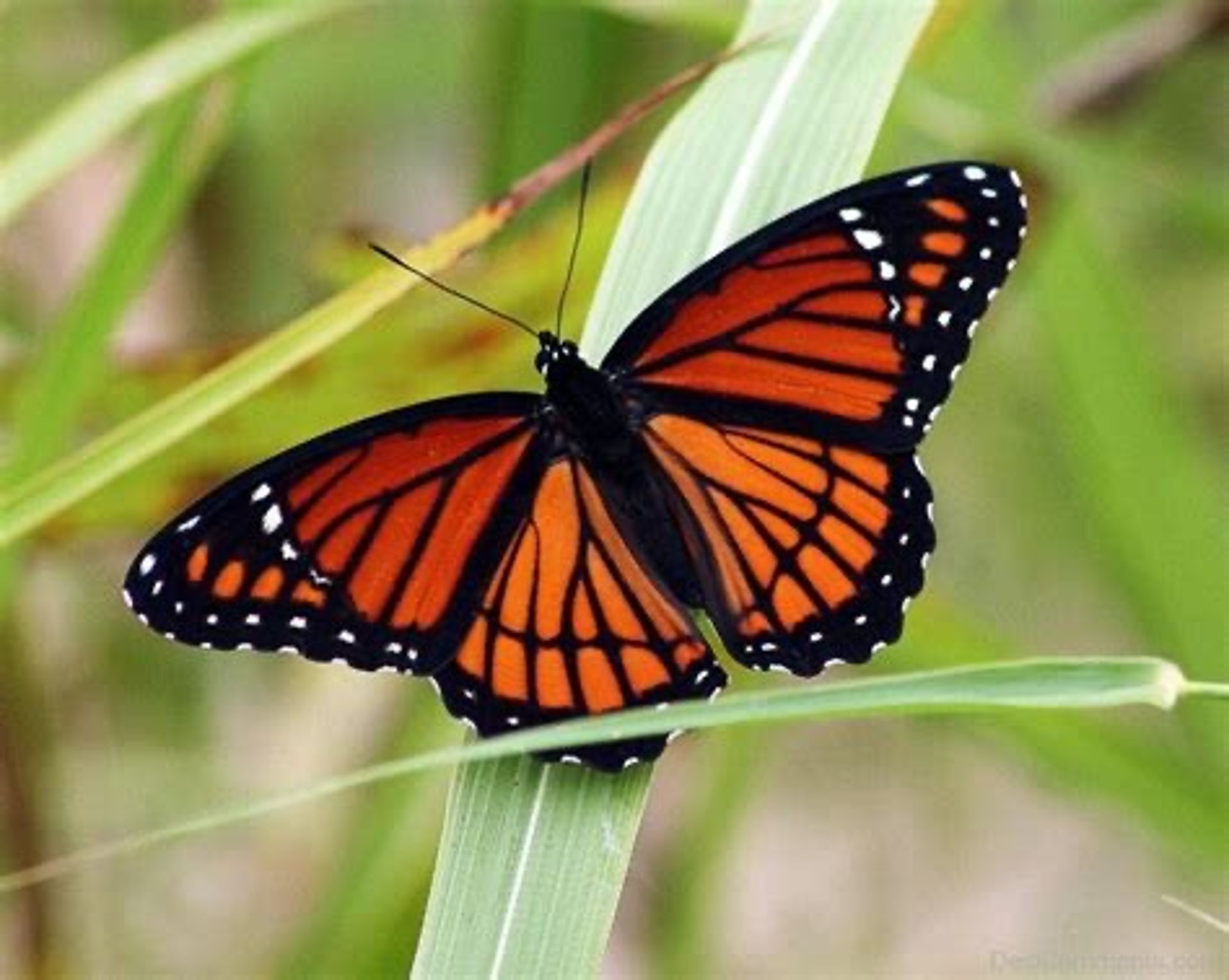 real butterflys