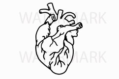 real heart drawing