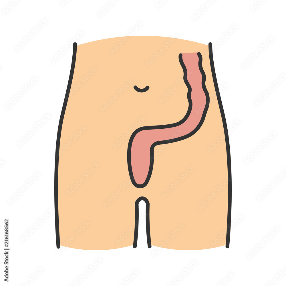 Rectum and anus color icon Stock-Vektorgrafik | Adobe Stock