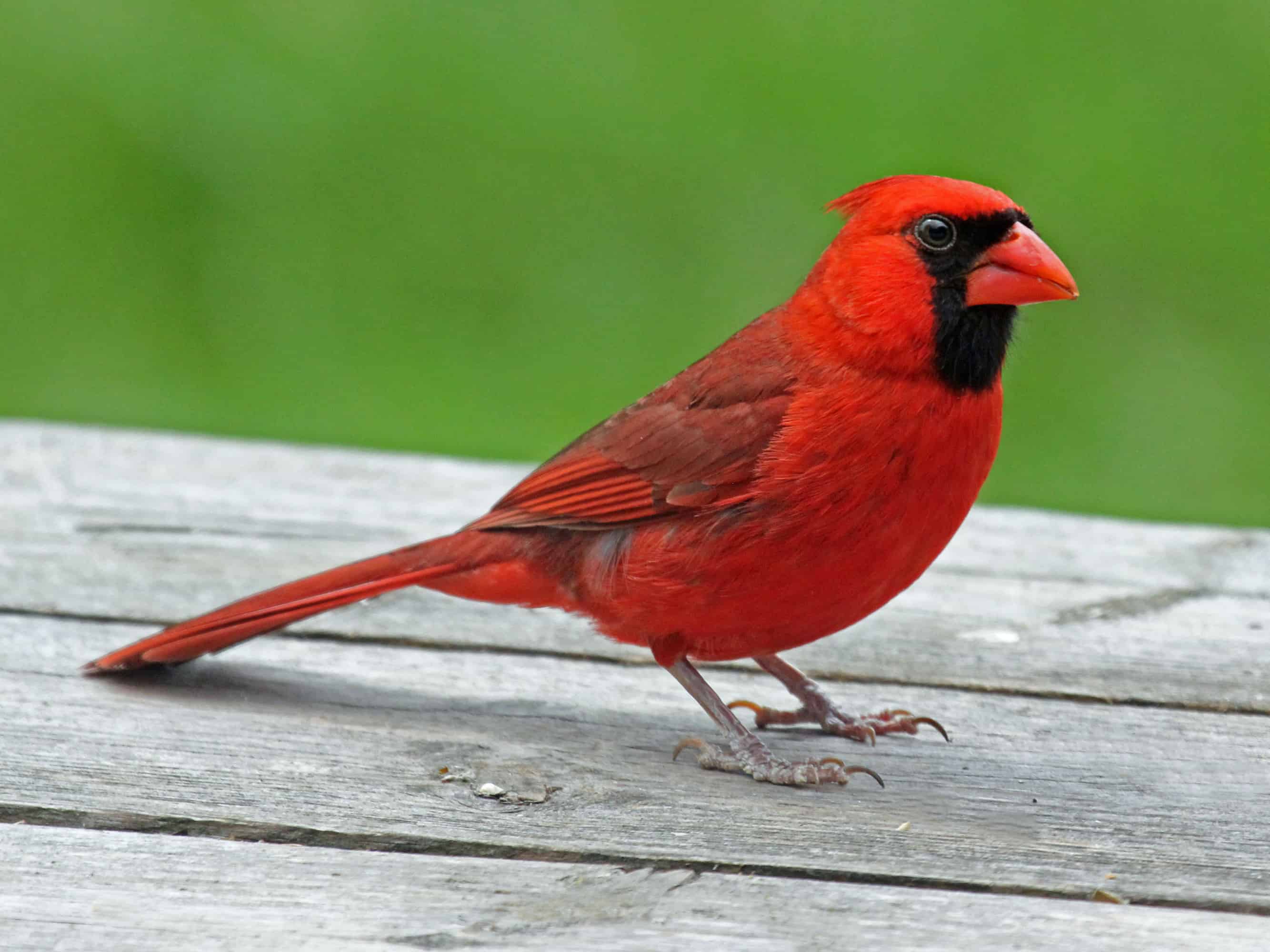 red bird