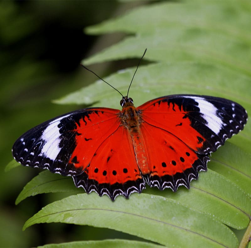 5 Stunning Red Butterflies - Australian Butterfly Sanctuary