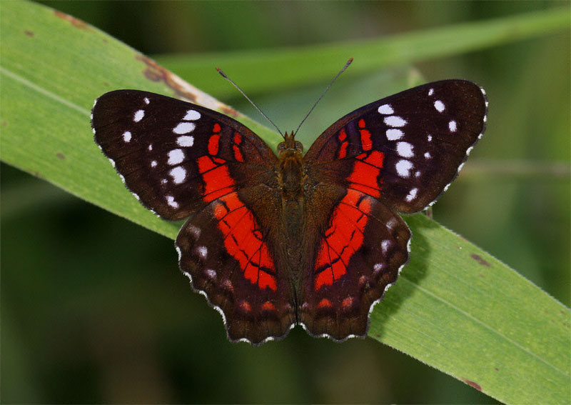 red butterflys