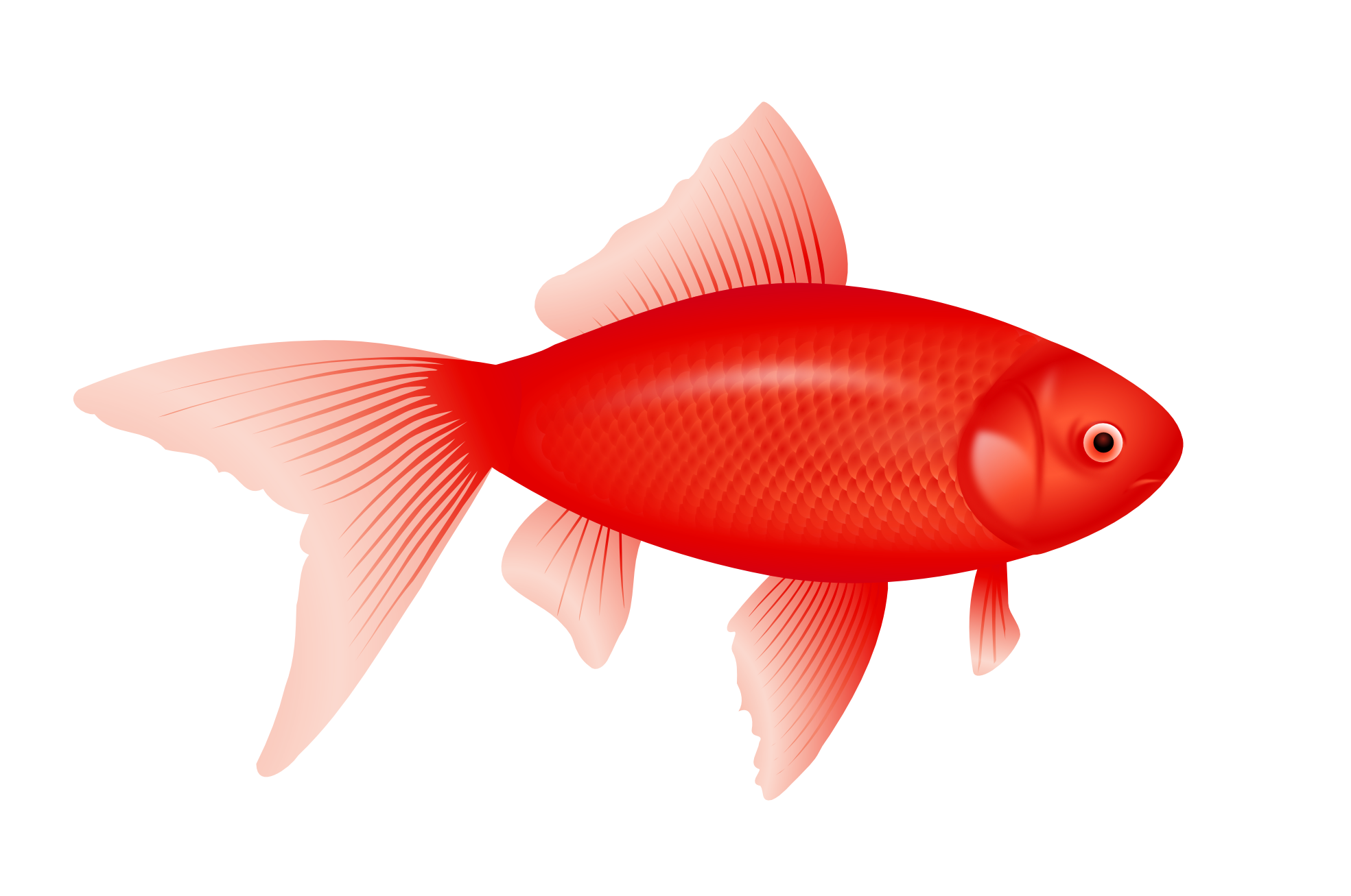 red fish clipart