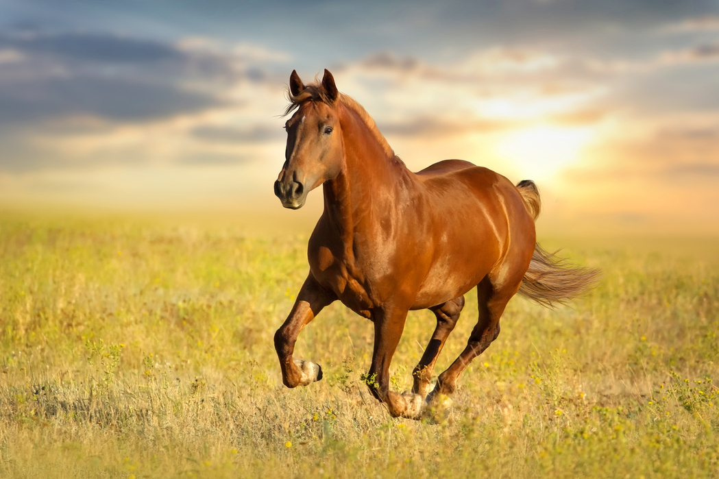red horses