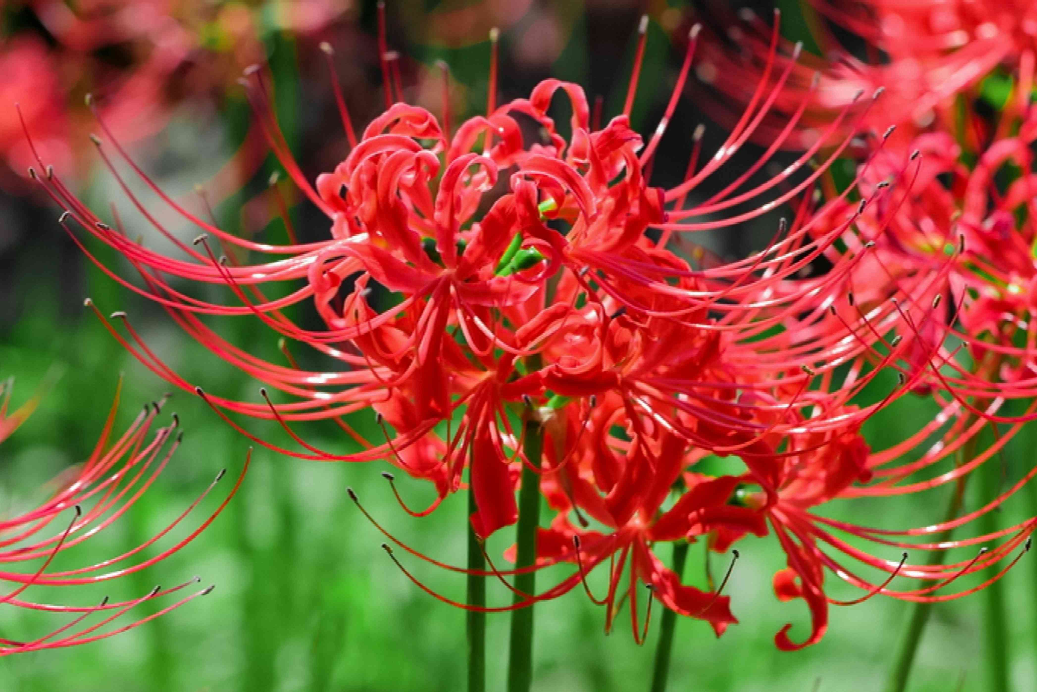 red lily plant