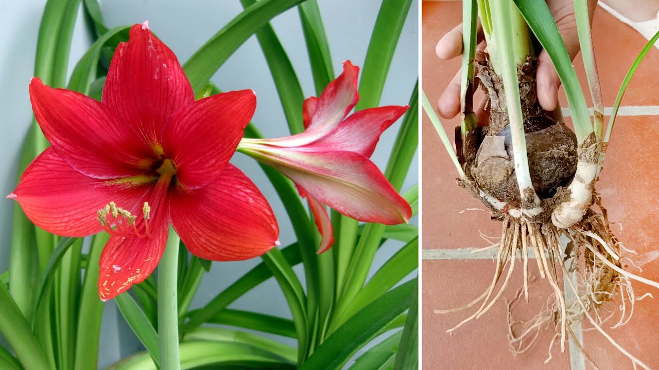 red lily plant