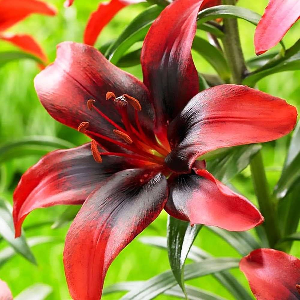 red lily plant
