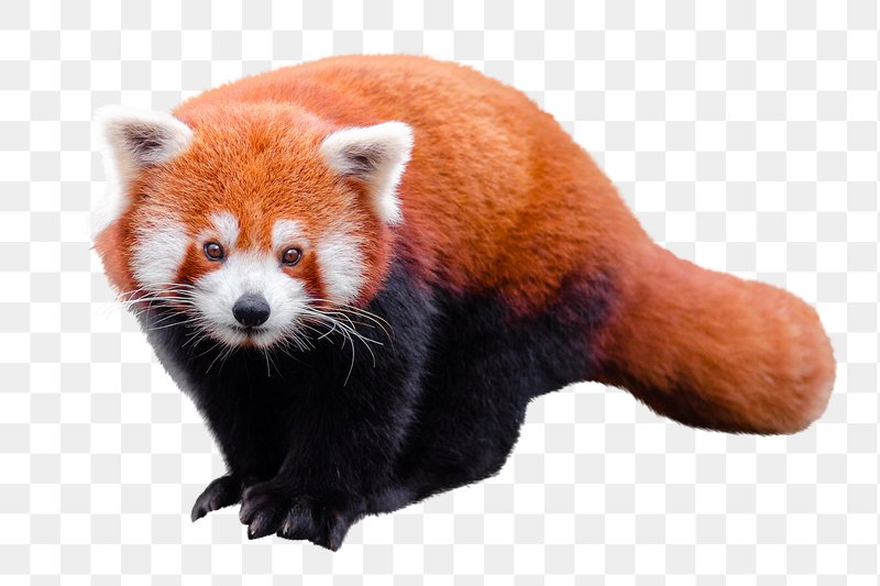 Red Panda Images | Free Photos, PNG Stickers, Wallpapers ...