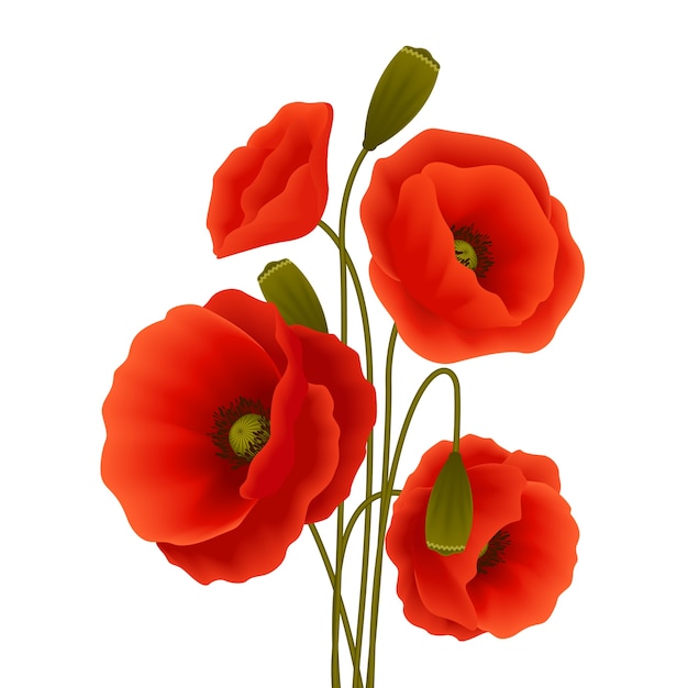 red poppy cliparts