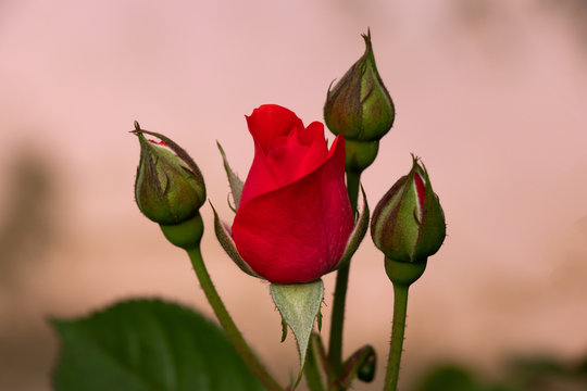 Rosebud Images – Browse 43,864 Stock Photos, Vectors, and Video ...
