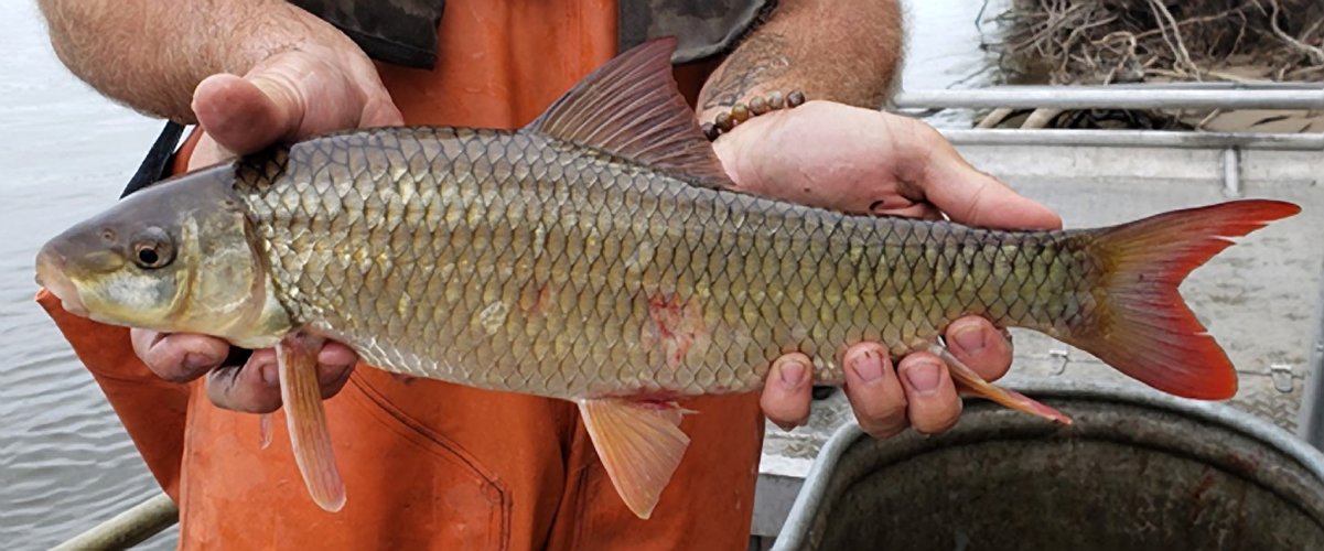 Shorthead redhorse | Illinois