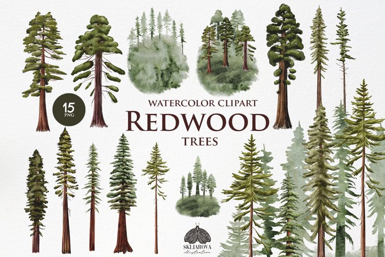 redwood cliparts