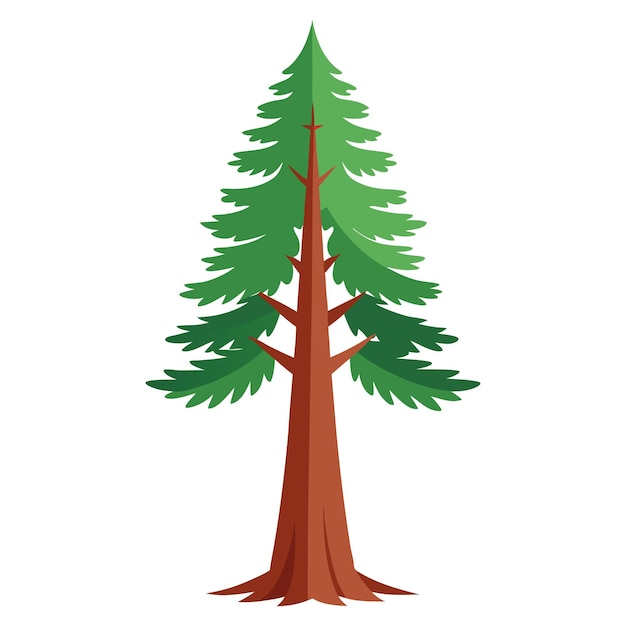redwood cliparts