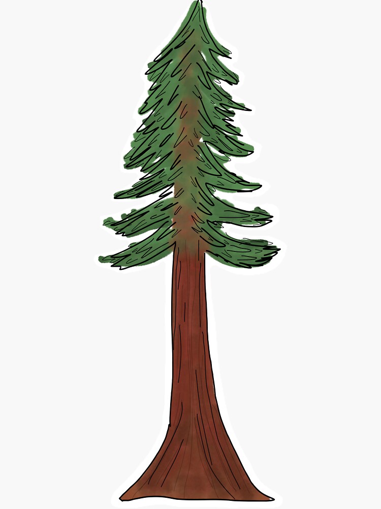 redwood tree cliparts
