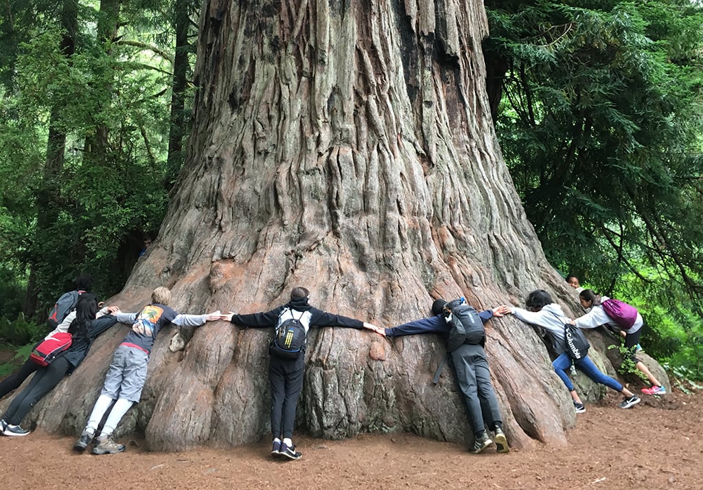 redwoods