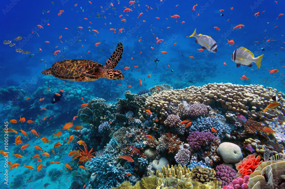 colorful coral reef with many fishes and sea turtle, vlad61_61 ...
