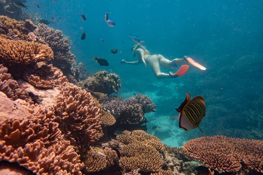What are the Ribbon Reefs? - Cairns-Tours
