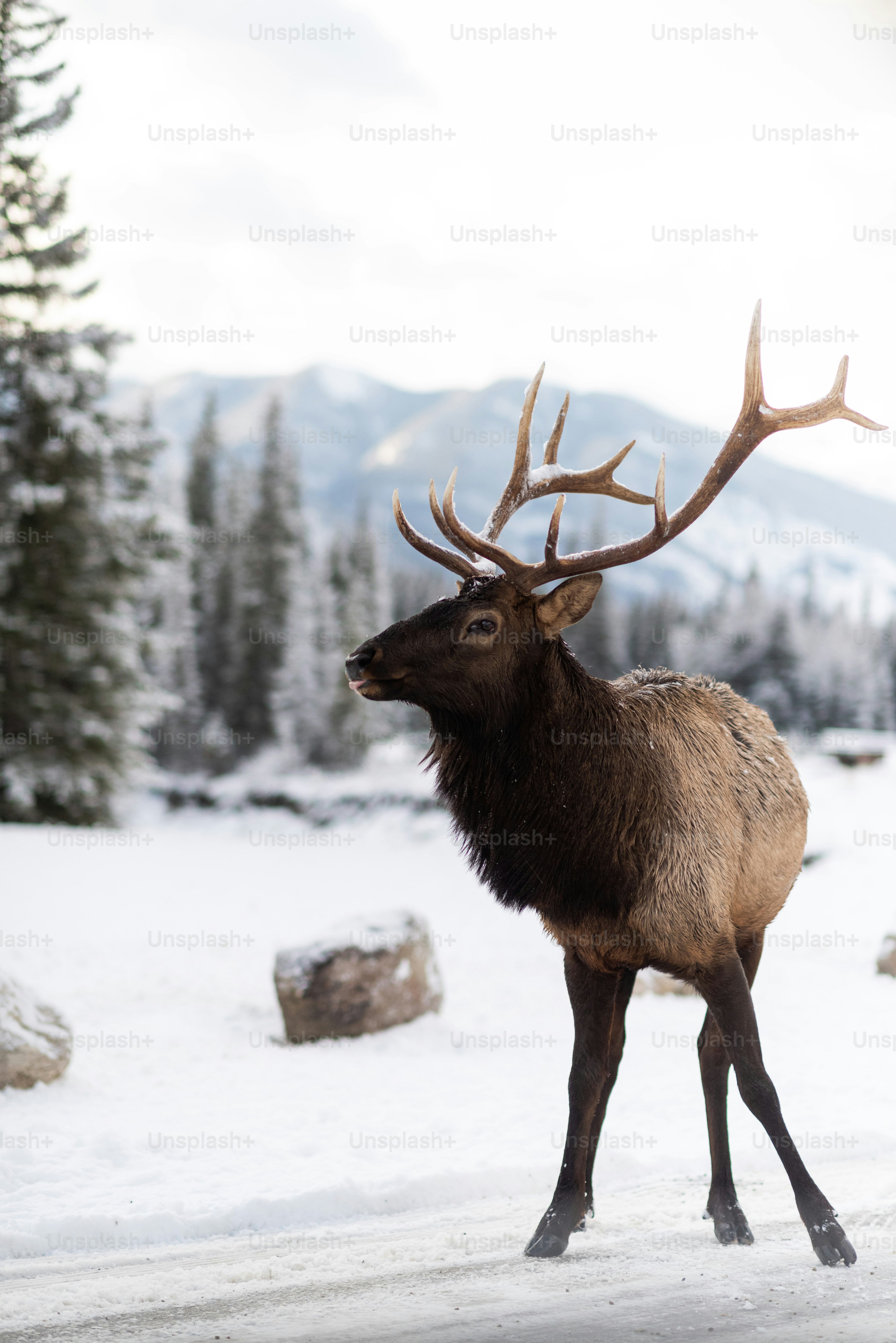 500+ Reindeer Pictures | Download Free Images on Unsplash
