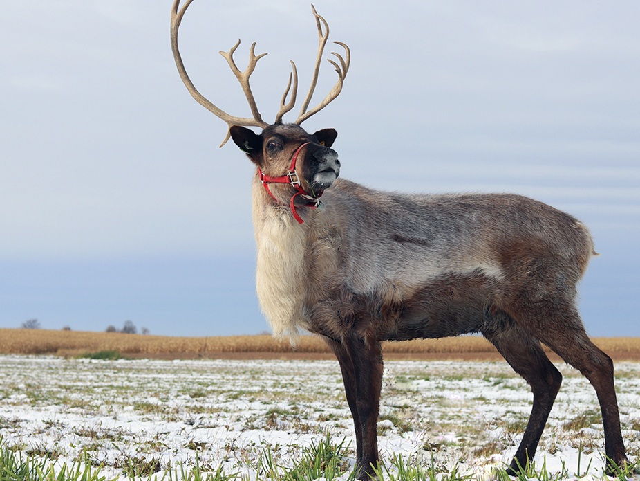 General Information About Reindeer - Reindeer Owners and Breeders ...