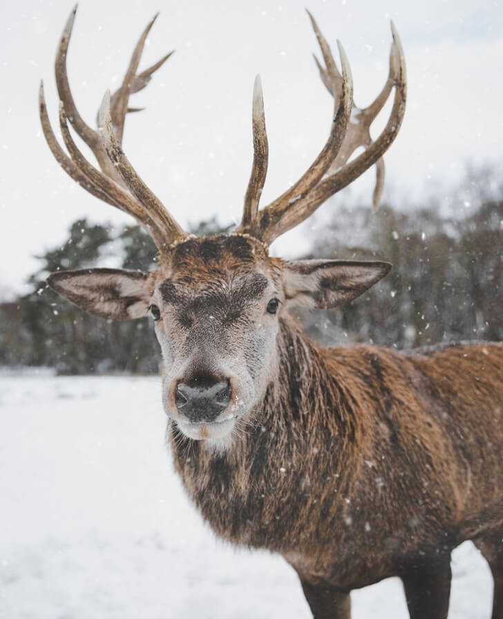 How reindeer evolved to be Santas perfect helper | BBC Earth