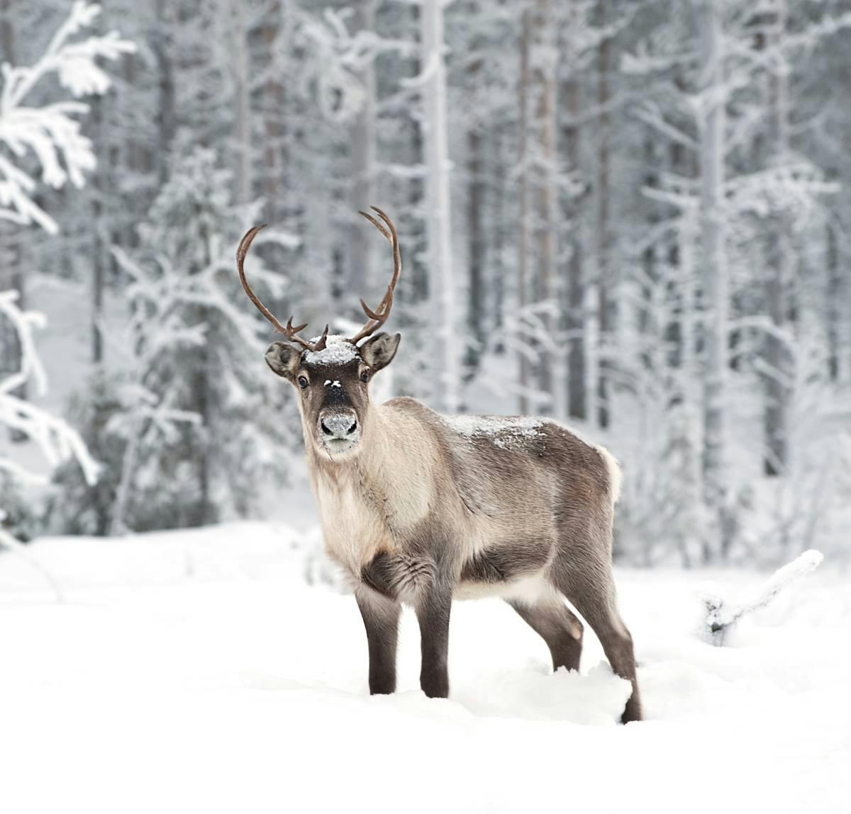reindeer pictures images