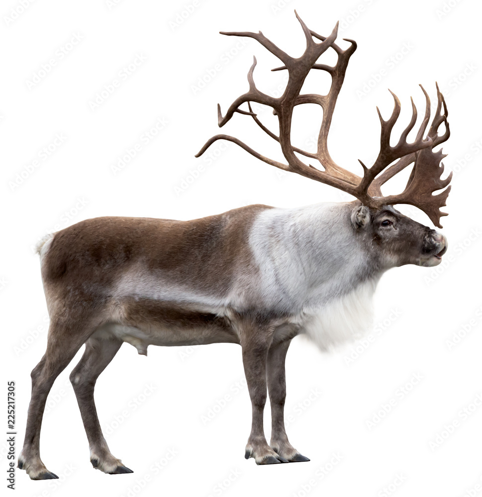 Reindeer with huge antlers isolated on the white background - side ...