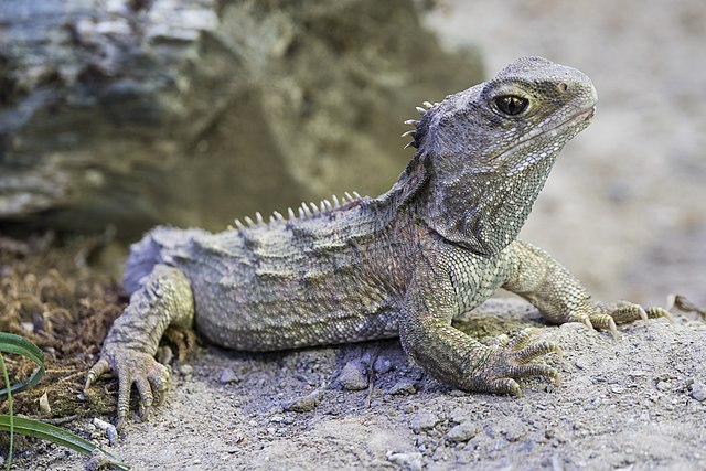 reptile images