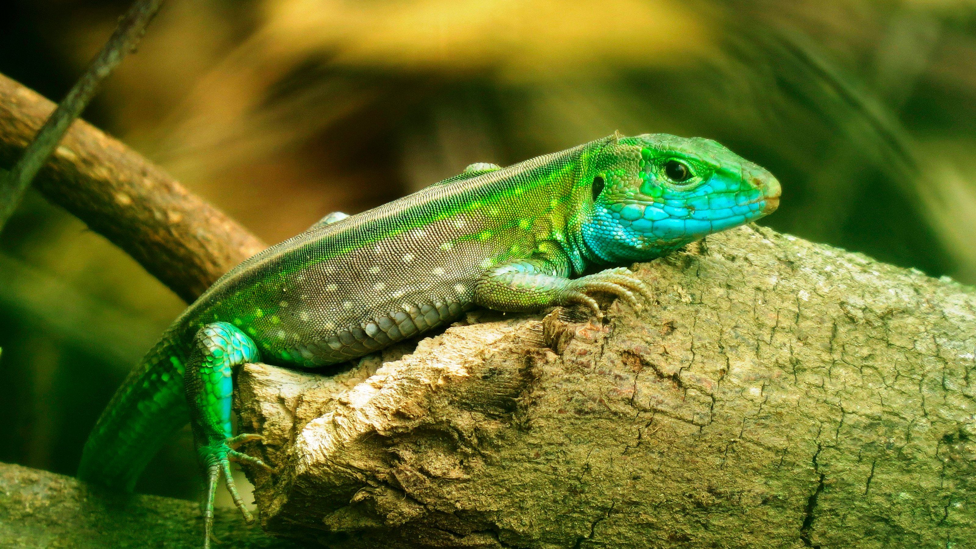 reptile images