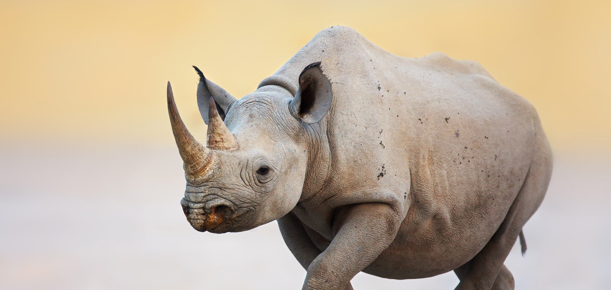 Rhinos | The Humane Society of the United States